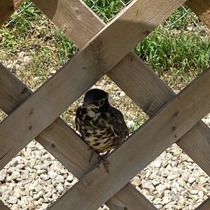 Meet your Posher, Wendi